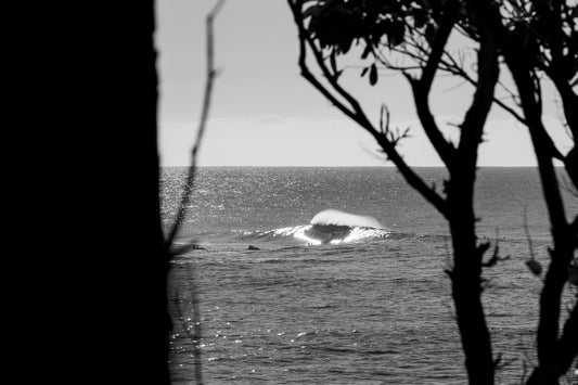 South Coast Bliss - Surf Photography